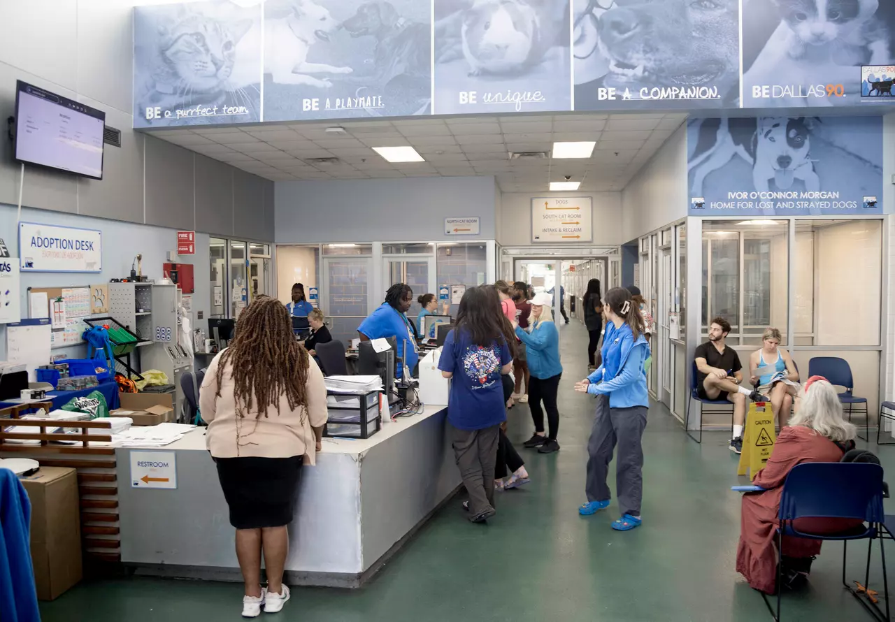 Dallas Animal Services to receive a $1.5 million bump for animal cruelty investigations