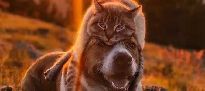 7 Instagram Pets You Must Follow