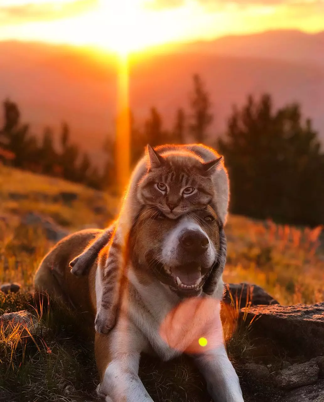 7 Instagram Pets You Must Follow