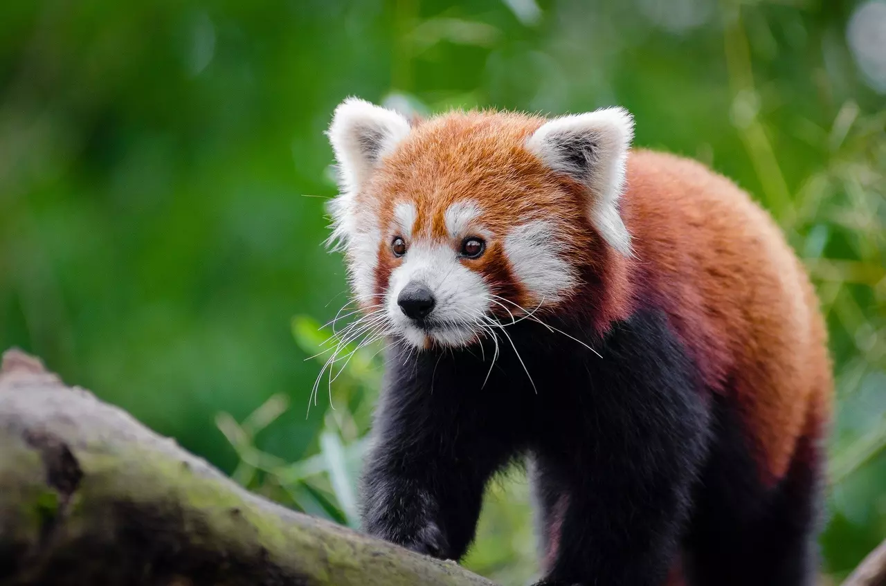 10 Animals You May Not Know are Nearly Extinct