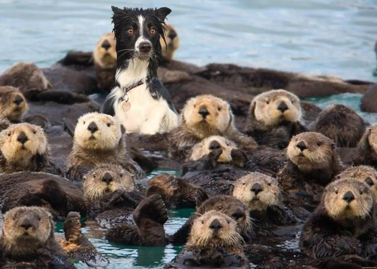 21 Hilarious Photos from Dog Owners