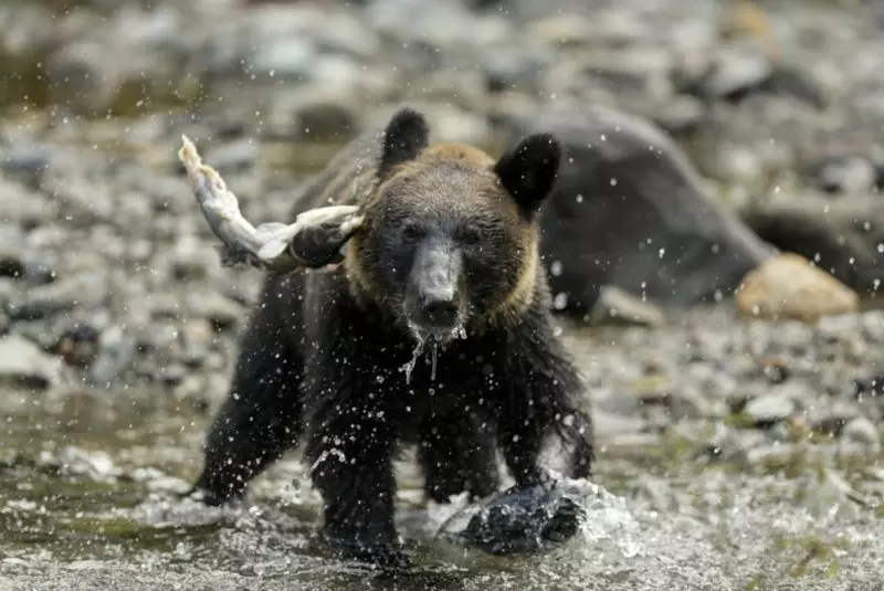 Bear injures man hiking alone in Yellowstone National Park