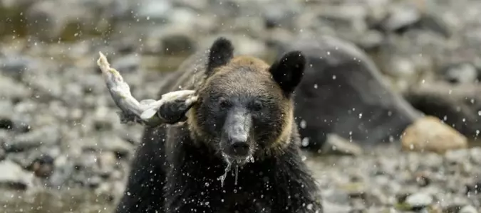 Bear injures man hiking alone in Yellowstone National Park