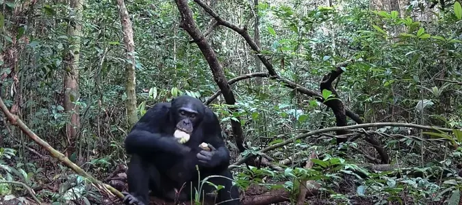 Study: Chimps consume the equivalent of two alcoholic drinks per day