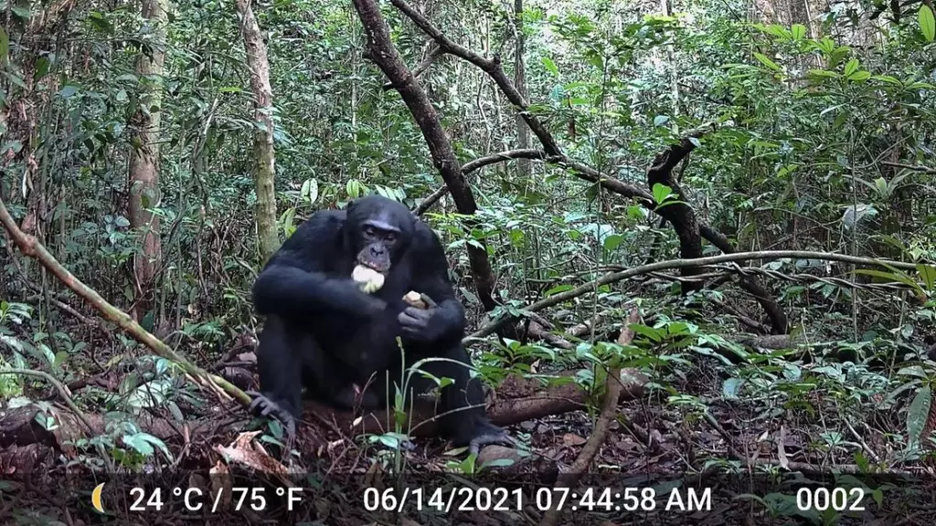 Study: Chimps consume the equivalent of two alcoholic drinks per day