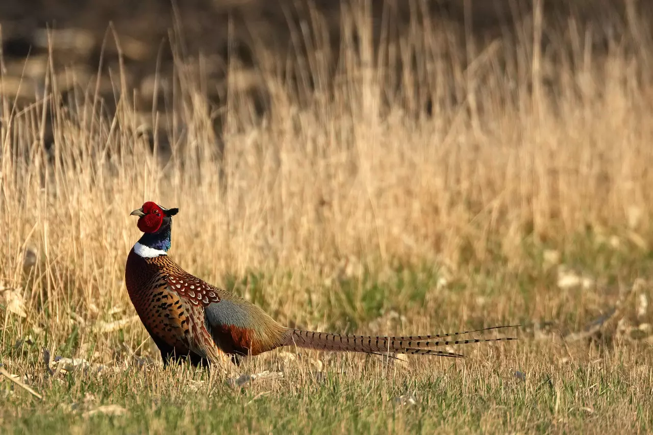 Dennis Anderson: Pheasant-hunting, dog-loving Marine takes long route home