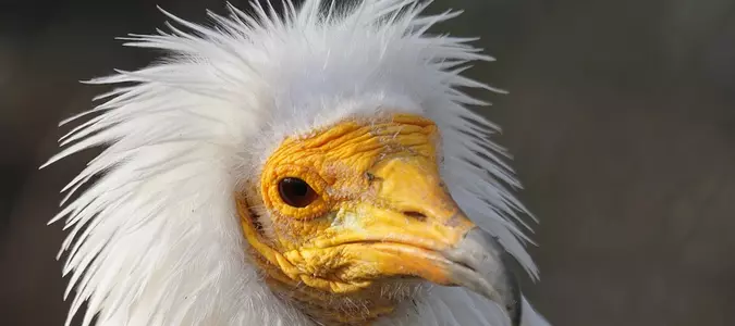 9 of the World's Ugliest Animals