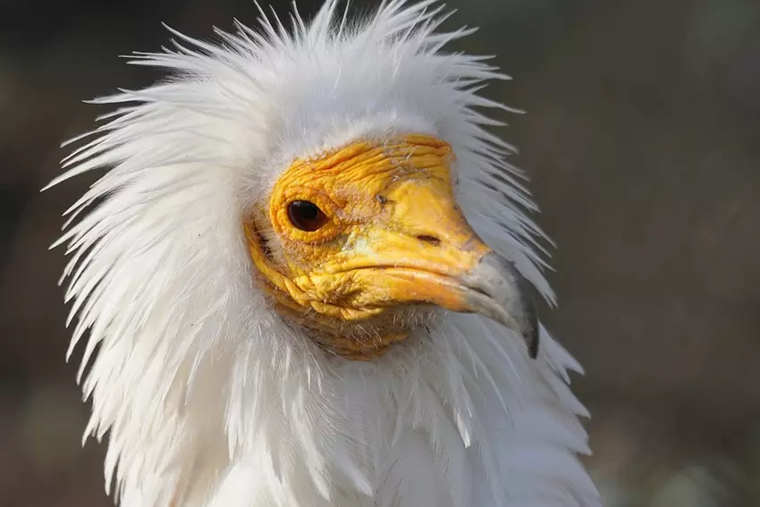 9 of the World's Ugliest Animals