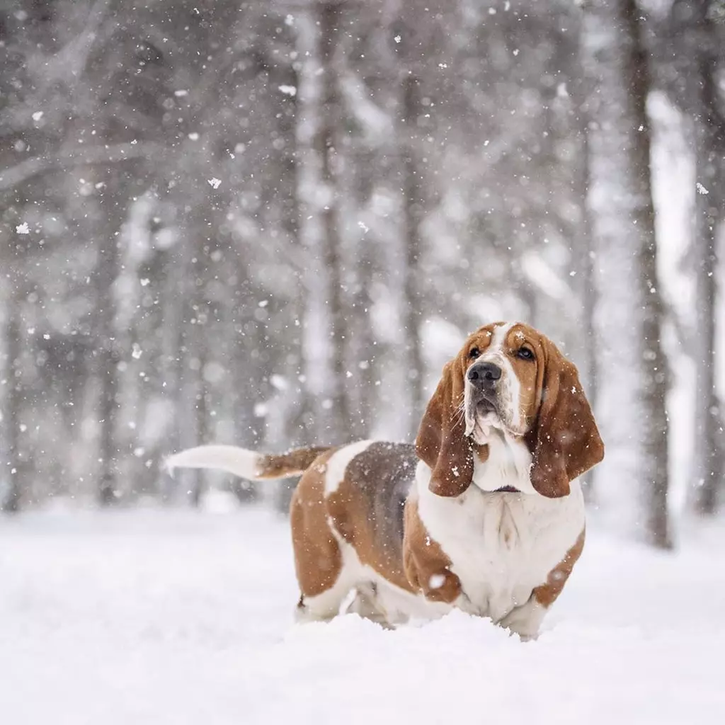 14 Precious Pups Enjoying the Snow