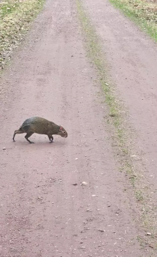 Central American rodent found wandering in Poland