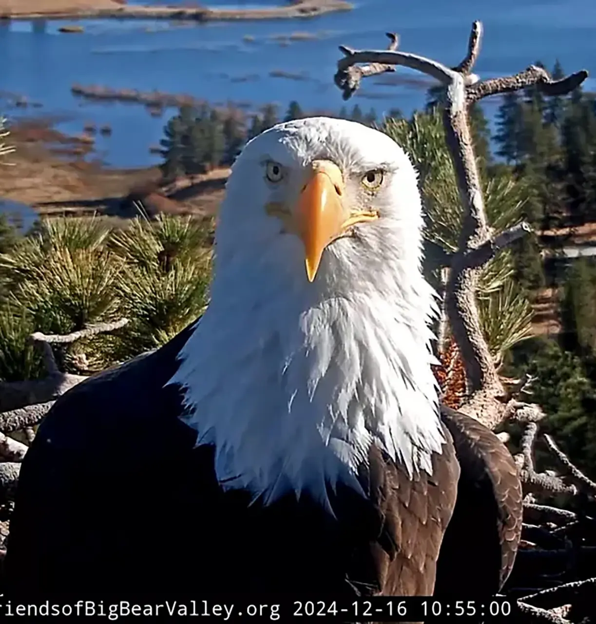 Remains of famed bald eagle Jackie will go to tribes. Some fans are fighting it