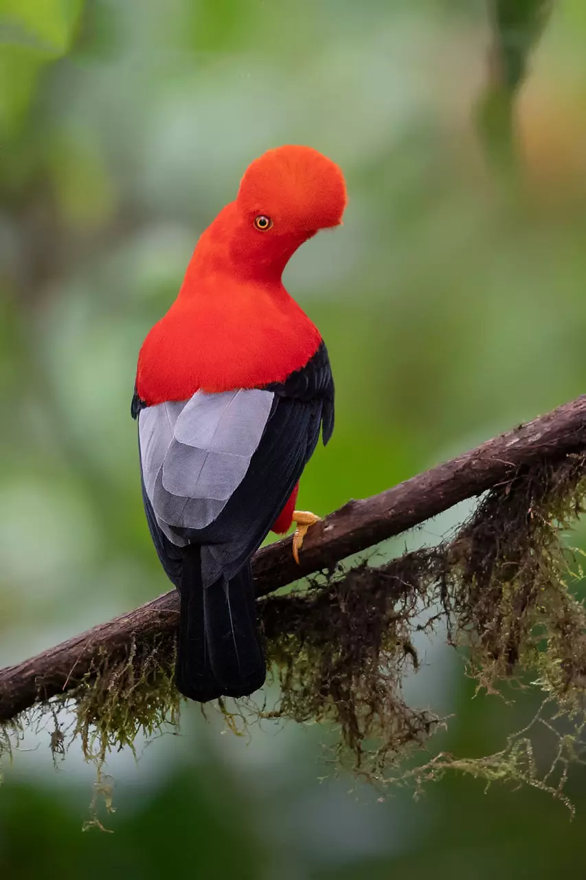 10 Exotic Birds That Look too Beautiful to be Real