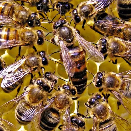 Amazing Things You Didn’t Know About Bees