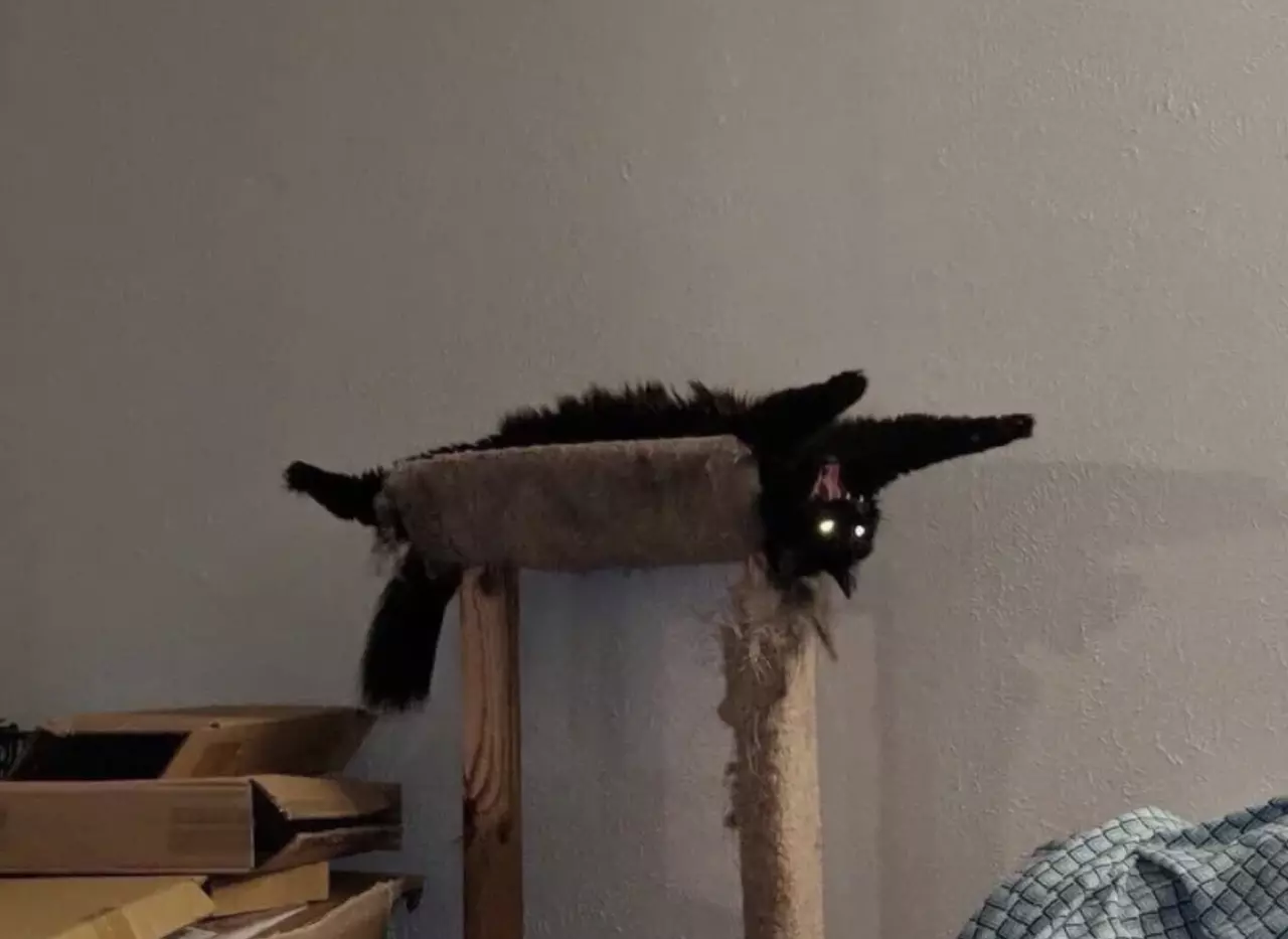 These Pets Scared Their Owners