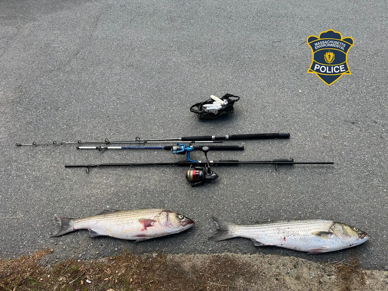 Massachusetts police crack down on illegally fishing for striped bass, make several arrests